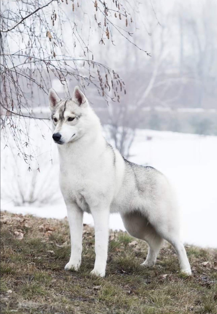 Vaira of siberian country