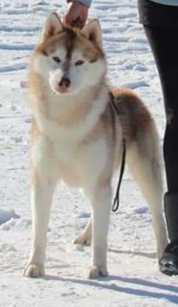 CH. Arkouna Dream's Nexus aspen