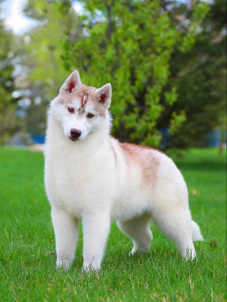 Uti puti of siberian country