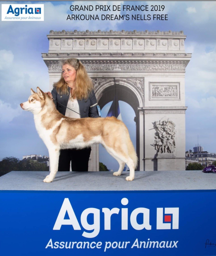 CH. Arkouna Dream's Nells free