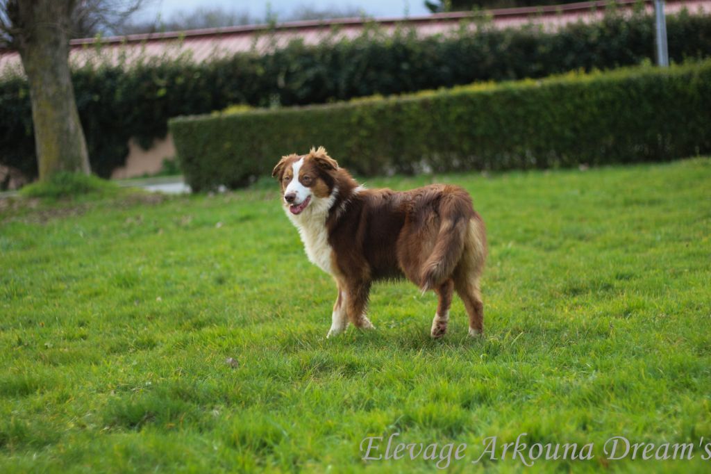 Arkouna Dream's Prissy angel