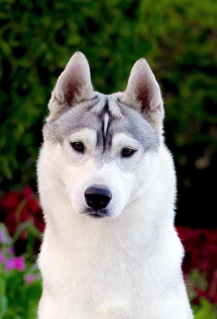 CH. Her majesty hloya of siberian country