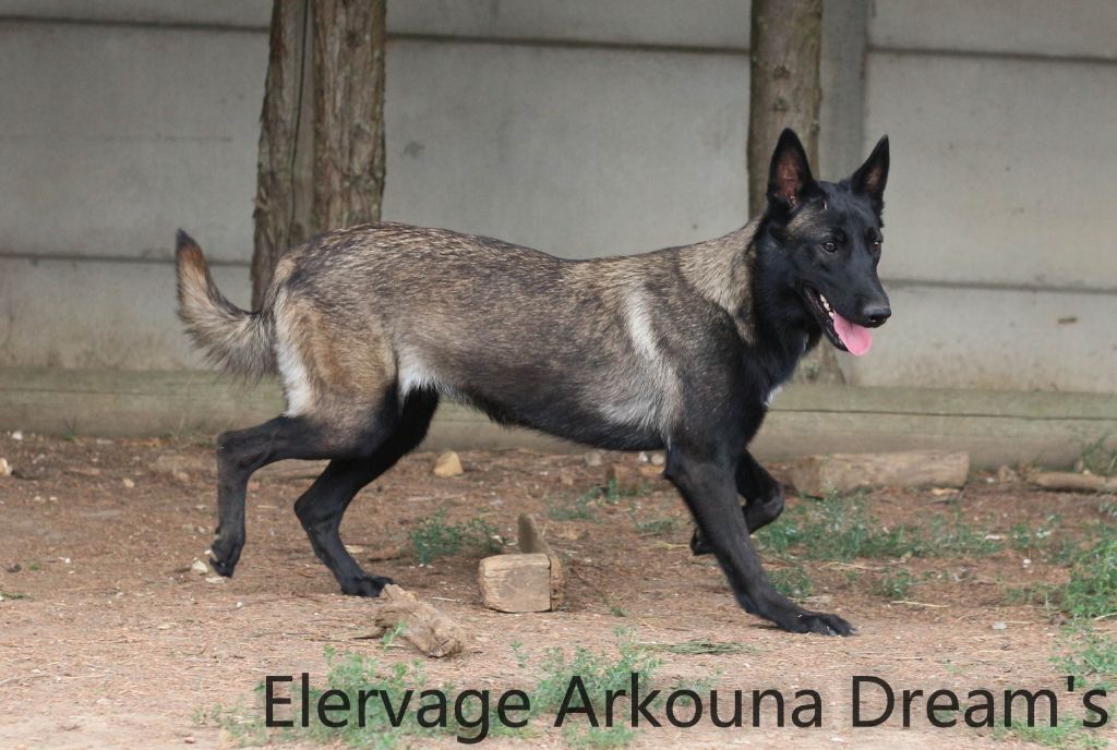 Arkouna Dream's Puma